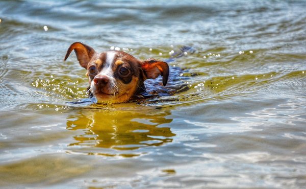 Qu'est-ce qu'un logiciel de dessin ou de graphisme pour débutants ?